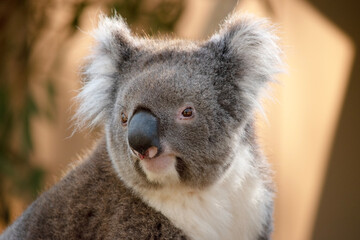 Obraz premium this is a close up of an Australian koala