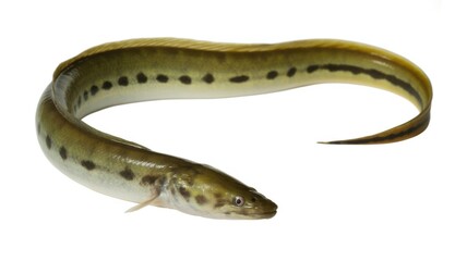Fototapeta premium Elongated serpentine freshwater eel with distinctive dark spots along its olive green body and a pointed tail captured in a studio