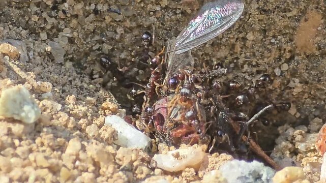 
Incredible teamwork of small ants pulling and carrying a giant insect prey together,#002
자기 몸집보다 수십 배 큰 먹이를 협동하여 개미굴로 운반하는 개미들의 생태 #002

 