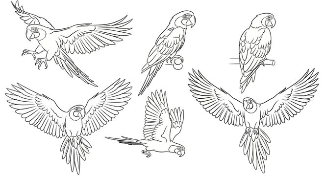 Set of Hand-Drawn Macaw Parrot Sketches for Design