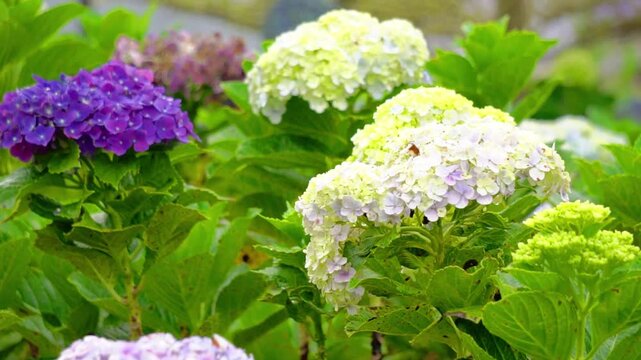 Hortensia (Hydrangea, bunga bokor, bunga masamba) flower. Hydrangea macrophylla is endemic to Japan, where it occurs in coastal habitats from Honshu southwards.
