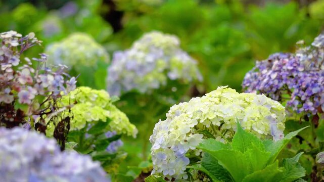 Hortensia (Hydrangea, bunga bokor, bunga masamba) flower. Hydrangea macrophylla is endemic to Japan, where it occurs in coastal habitats from Honshu southwards.