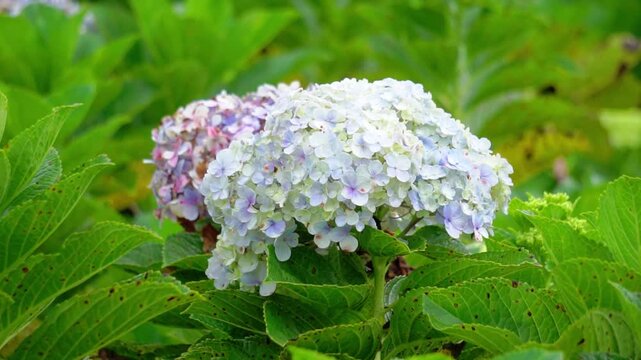 Hortensia (Hydrangea, bunga bokor, bunga masamba) flower. Hydrangea macrophylla is endemic to Japan, where it occurs in coastal habitats from Honshu southwards.