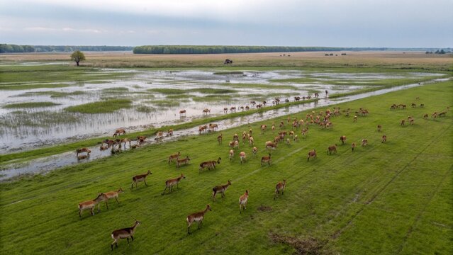 Aerial view to herd of Deer and Roe Deer on flooded grassland. Helicopter flight over wild animals. Wildlife from above.
