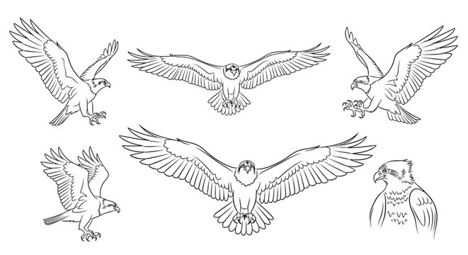 Osprey eagle bird set in various flying and perched poses