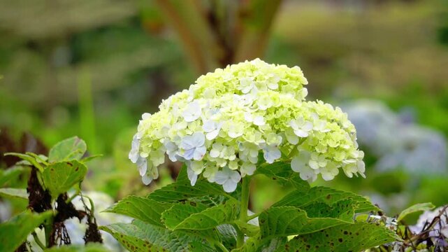 Hortensia (Hydrangea, bunga bokor, bunga masamba) flower. Hydrangea macrophylla is endemic to Japan, where it occurs in coastal habitats from Honshu southwards.