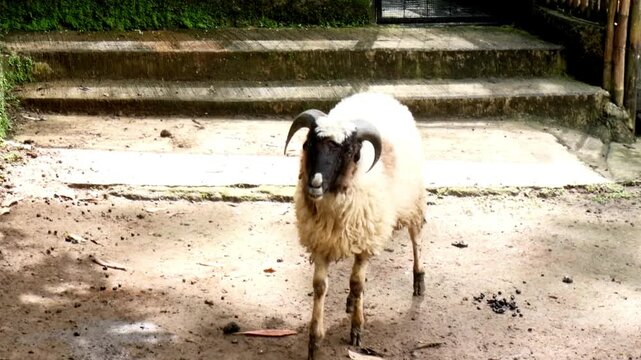 Bulky ram sheep with curved horns stands on dirt path. White goat faces it, appearing curious and calm. Greenery surrounds the scene behind stone steps