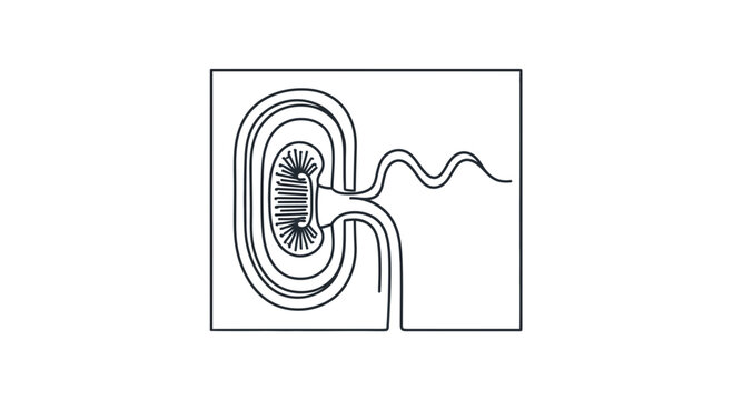 Nephron Structure: Glomerulus and Renal Tubule - Scientific Illustration