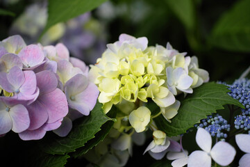 初夏に咲く紫陽花のクローズアップ © Luca Ide