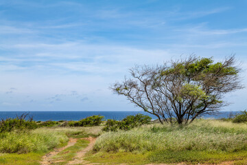 Fototapeta premium Neltuma pallida (formerly Prosopis pallida) is a species of mesquite tree. kiawe tree . Parking for Green Sand Beach, Ka Lae (South Point), Island of Hawaii (The Big Island).