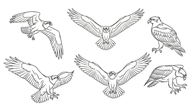 Set of hand-drawn osprey birds in various flight and perched poses