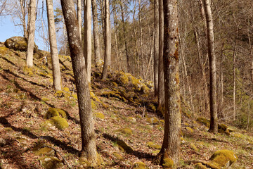 Fototapeta premium Forest