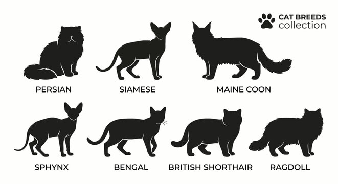 Cat breeds collection silhouettes with Persian Siamese Maine Coon Sphynx Bengal British Shorthair and Ragdoll