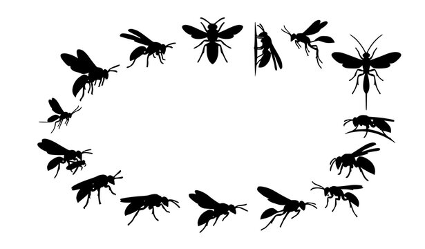 Educational vector chart of 14 diverse wasp silhouettes in different flight and resting positions isolated on white background