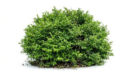 Fototapeta premium Lush green bush isolated on white background, vibrant garden shrub with dense foliage, decorative landscape plant for architectural visualization