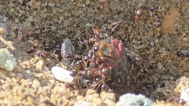 
Incredible teamwork of small ants pulling and carrying a giant insect prey together,#009
자기 몸집보다 수십 배 큰 먹이를 협동하여 개미굴로 운반하는 개미들의 생태 #009

