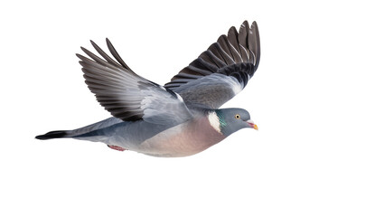 Common wood pigeon bird in flight, isolated on transparent background © AnaMaria