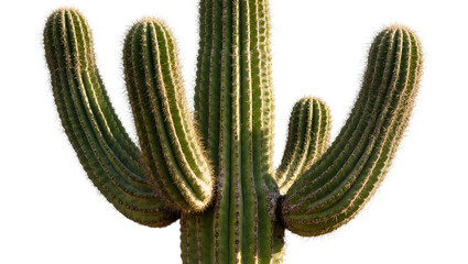 Large green saguaro cactus with multiple arms, isolated on transparent background © AnaMaria