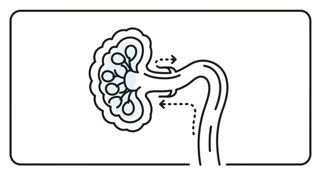 Kidney Anatomy and Physiology: Nephron Filtration and Urine Formation Diagram