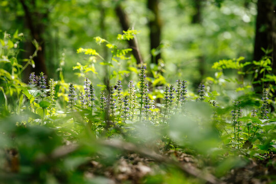 Bugleweed in forest.