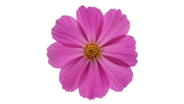 Vibrant pink cosmos flower with yellow center, isolated on transparent background