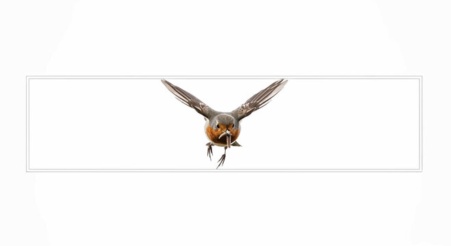 Robin Bird Flying Towards Camera with Worm in Beak, Close-up, White Background