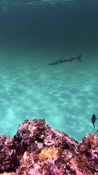 Great Barracuda swimming the reefs of Eleuthera &mdash; Bahamas Marine Life