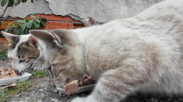 Close-up of several stray cats eating raw meat from foam trays on a sidewalk. Scene of animal welfare and community care in a Latin American urban neighborhood. Feeding Initiatives