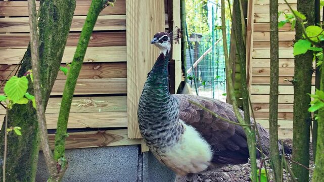 Female peafowl, or peahen, with iridescent neck feathers in rustic wooden enclosure. Close-up