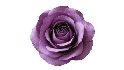 Single purple rose bloom with delicate velvety petals, isolated on transparent background © Elena