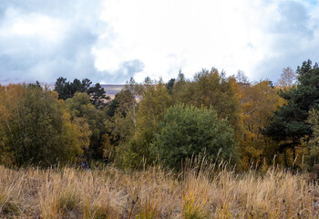 Fototapeta premium A forest on rocky mountain surfaces, an unpaved dirt road, an autumn day in nature, and a panorama of the area