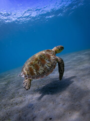 Obraz premium Green Sea Turtle Swimming Near Ocean Surface with Shadow Below, Bali