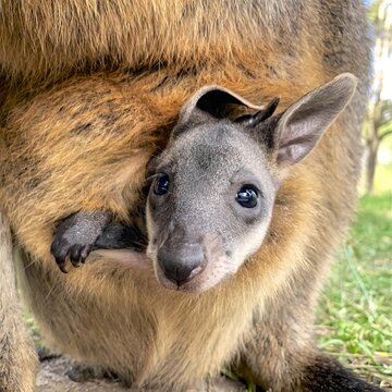 Swamp wallaby joey in pouch