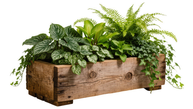 Rustic wooden planter box filled with lush green plants, isolated on transparent background
