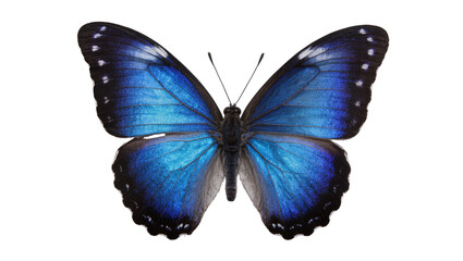 Vibrant blue morpho butterfly with black markings, isolated on transparent background © Elena