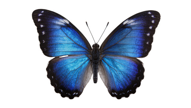 Vibrant blue morpho butterfly with black markings, isolated on transparent background