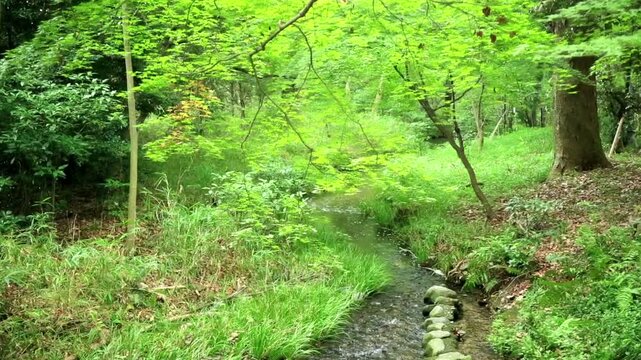 下鴨神社　糺の森