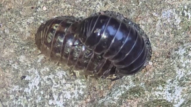 

Close-up of a male pill bug stimulating a female for mating on a rocky surface,#005
짝짓기를 위해 암컷의 몸을 자극하며 구애 행동을 하는 수컷 공벌레 클로즈업 영상 #005

