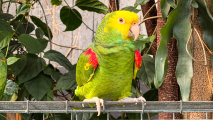 Obraz premium Yellow-headed Amazon parrot perched on metal fence with tropical foliage
