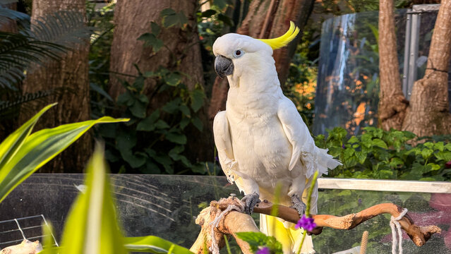 Sulphur-crested cockatoo perched on wooden branch in tropical garden