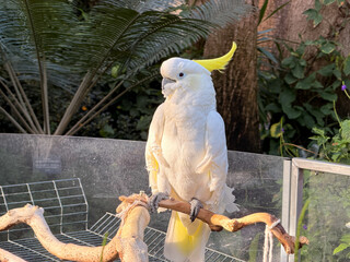 Sulphur-crested cockatoo perched on branch in zoo aviary © Uliana