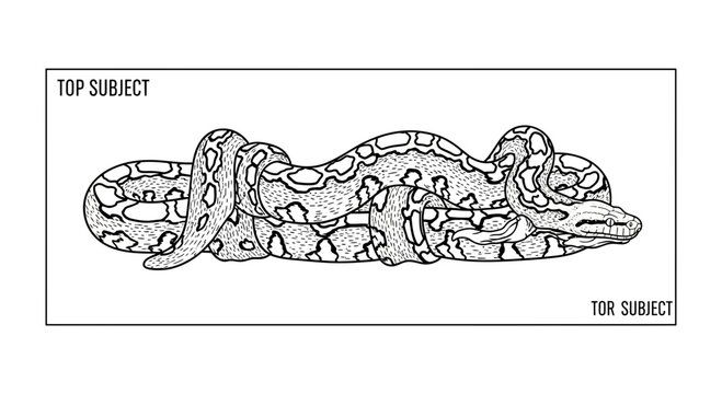 Detailed illustration of a coiled python snake, black and white sketch, top subject view