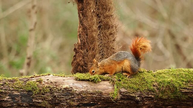 squirrel foraging, forest squirrel, wild animal, nature wildlife, squirrel eating nuts, woodland scene, peaceful forest, cute squirrel, wildlife close up, forest stream, natural habitat, animal