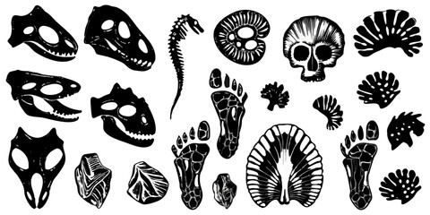 anatomical illustration of dinosaur skeletons black and white © Milton