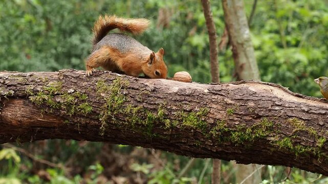 squirrel foraging, forest squirrel, wild animal, nature wildlife, squirrel eating nuts, woodland scene, peaceful forest, cute squirrel, wildlife close up, forest stream, natural habitat, animal