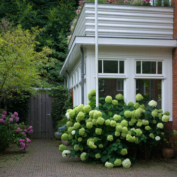 Beautiful blooming white smooth hydrangea bush growing outside a traditional residential house with elegant white windows