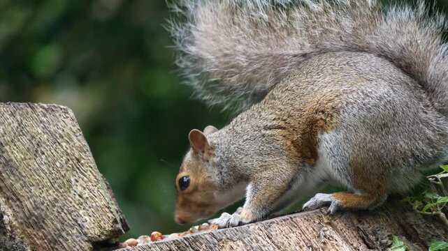 squirrel foraging, forest squirrel, wild animal, nature wildlife, squirrel eating nuts, woodland scene, peaceful forest, cute squirrel, wildlife close up, forest stream, natural habitat, animal