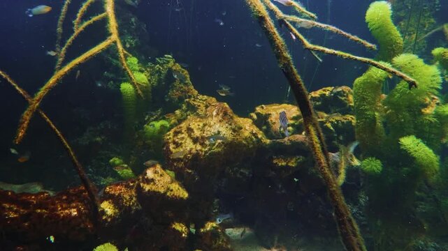 A close up shot of a large, pale colored starfish and several smaller blue starfish resting on a rocky, kelp-covered seabed. The scene is set in an aquarium environment, with a fish visible swimming i