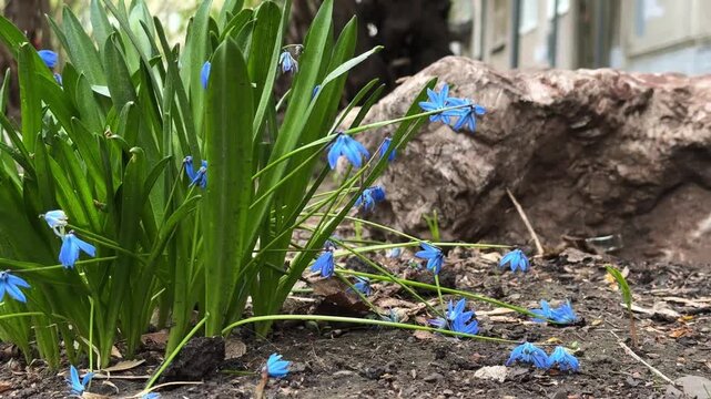 Bluebells - a bush of scilla on a lawn, close-up. 4K footage