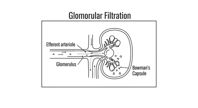 Glomerular Filtration Diagram: Kidney Nephron Structure and Blood Flow